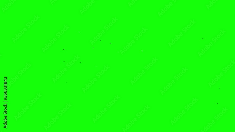 Clear flying in screen flock of the birds Green screen element Clear flying in screen flock of the birds Green screen element