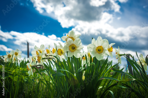 narcissus flowers in the morning
