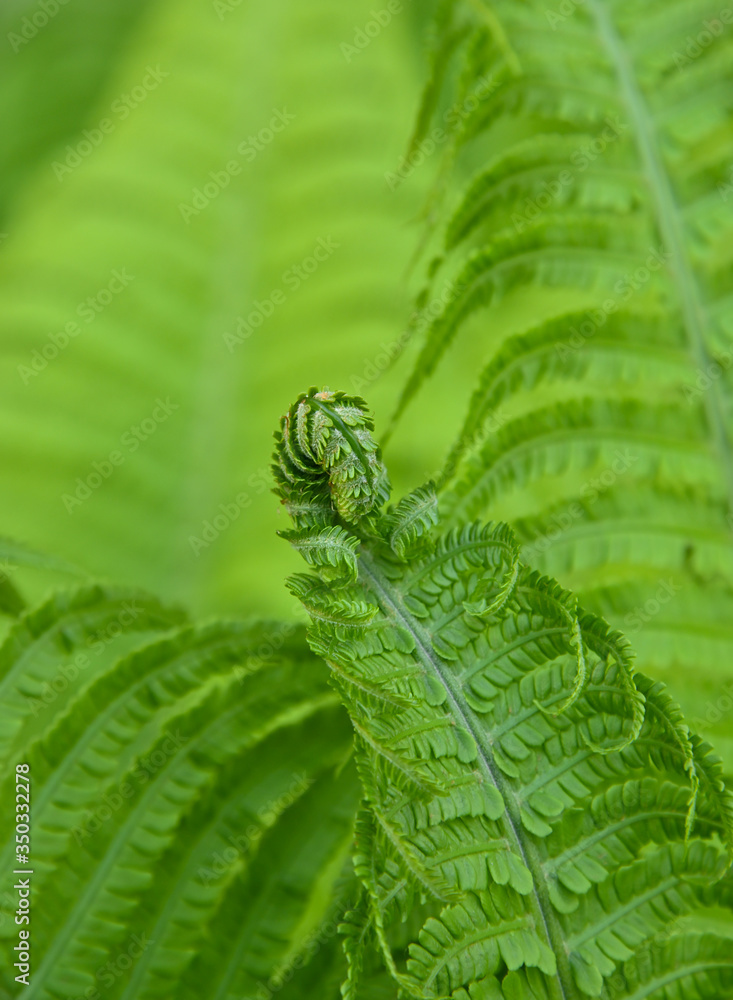 Close up background of green fern leaves