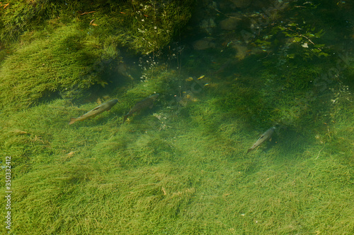 Brown trout (Salmo trutta)