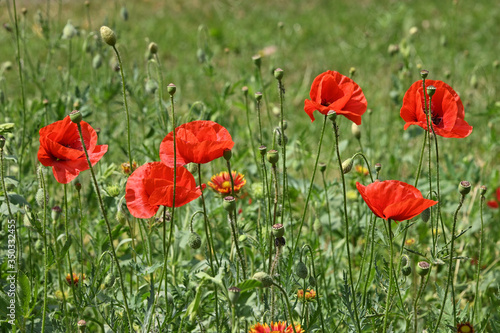Red poppy flowers in green field © breakingthewalls
