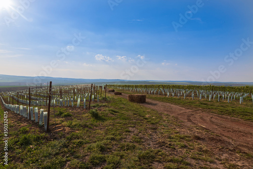 Vineyards in the countryside near the village of Karlin in the Czech Republic.