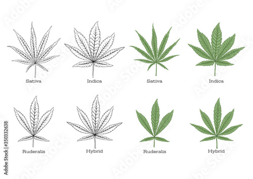 4 grades of cannabis leaf set sativa, indica, hybrid, ruderalis. Set of elements for design. Colored and outline vector illustration isolated on white background..