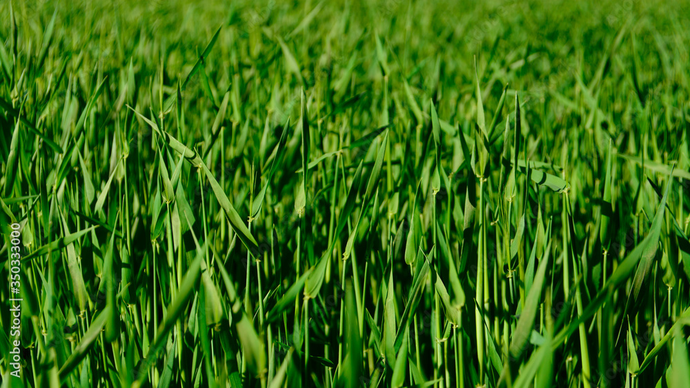 Obraz premium green wheat background