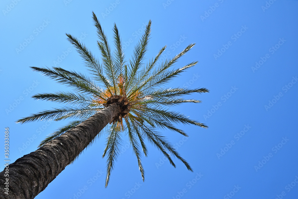 Close up palm tree leaves over clear blue sky Close up palm tree leaves over clear blue sky