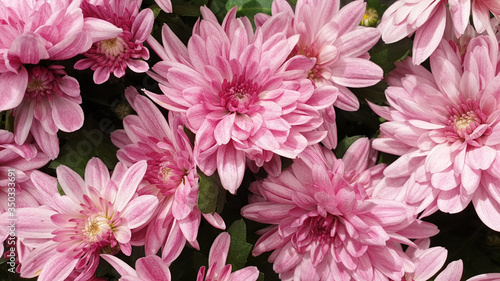 pink chrysanthemum flowers floral pattern