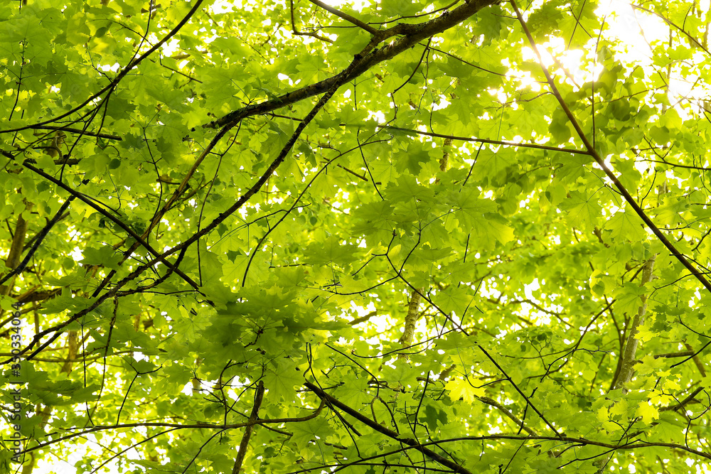 Wald Wald
