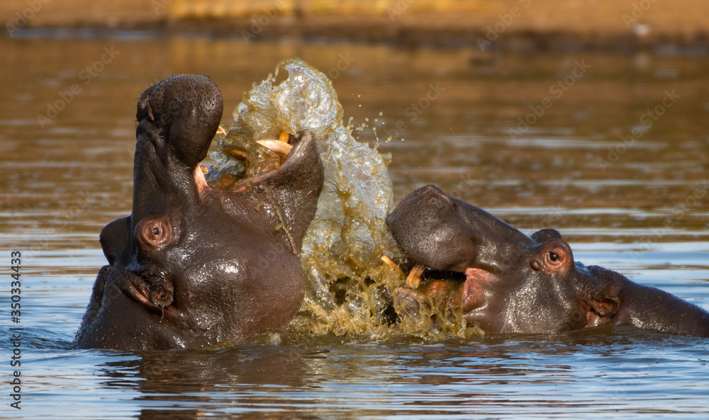 Two hippos interacting and splashing water in the Kruger National Park South Africa Two hippos interacting and splashing water in the Kruger National Park South Africa