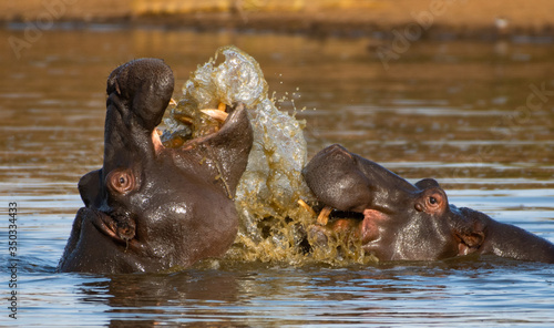 Two hippos interacting and splashing water in the Kruger National Park South Africa