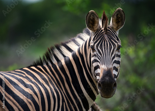 Zebra looking at the camera in the Kruger National Park South Africa