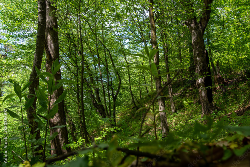 Forest in The Morning Forest in The Morning