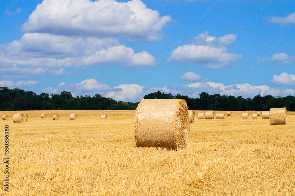 Sky, space, harvest season, field, clouds, Large round straw bales