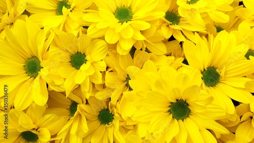 yellow flower chrysanthemum flowers
