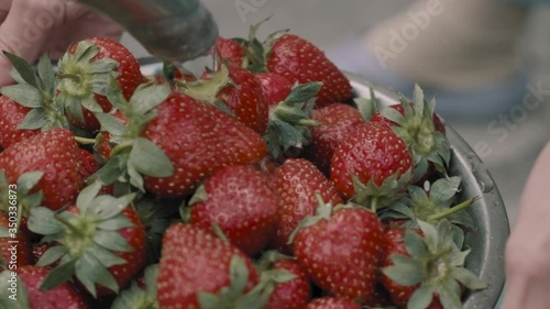 fresh farm organic strawberries only collected in the garden