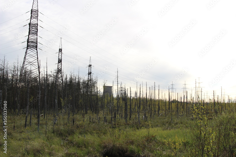 morning mist in the forest