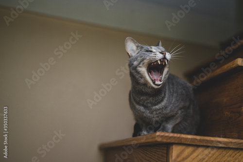 A Cats Yawn