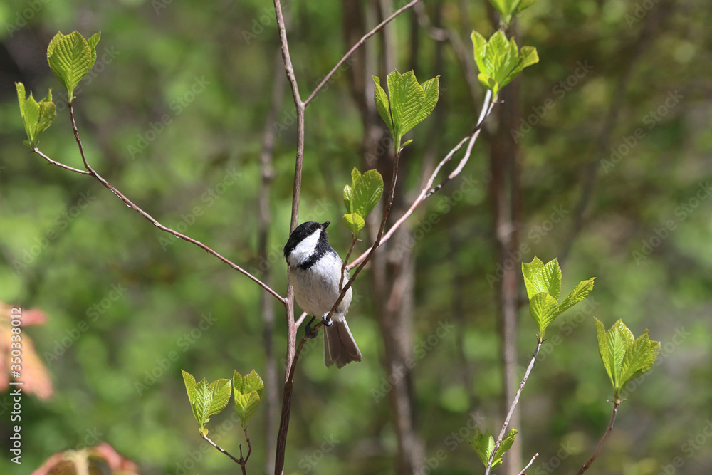 Obraz premium Black-capped chickadee on a branch