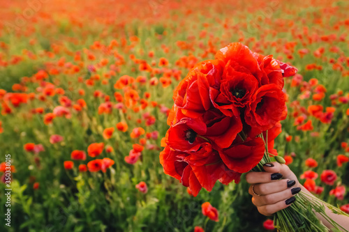 Bouquet of red poppy in the hands of a girl. Walk in the poppy field. Banner. Place for text. © KIFOR PRODUCTION