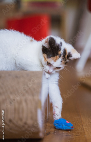 Young, few weeks old tricolor cute kitten. Female cat with white, brown and black fur. Adobrable and sweet eye little puss with protruding ears. Fluffy, playfull home pet playing with scratching post photo