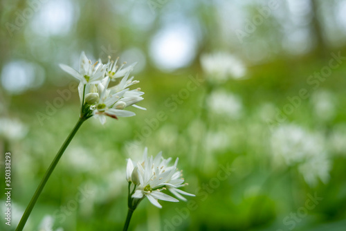 Ramsons flower (Allium ursinum), a Beautiful Springtime flower covering forestbed (also known as buckrams, wild garlic, broad-leaved garlic, wood garlic or bear's garlic). photo