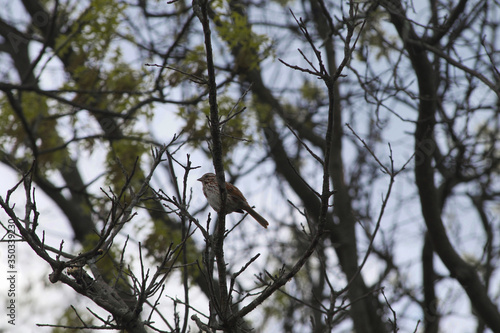 Field sparrow on a branch