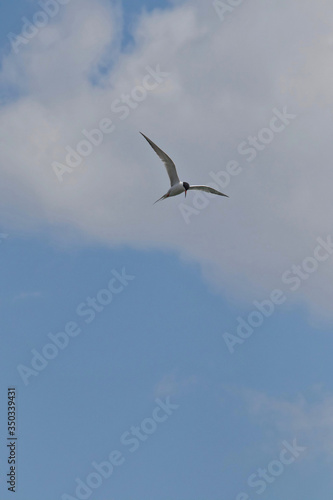 Common tern in flight © Ray