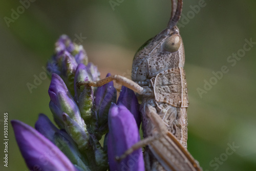 una cavalletta appoggiata su un bel fiore viola si guarda attorno sospettosa