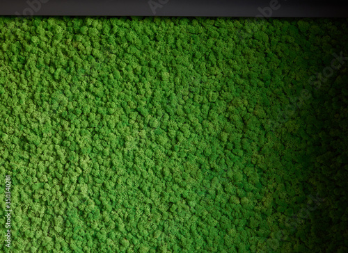 Natural texture of reindeer moss. Decorative green moss plant on the wall. Art background with copy space. Picture from organic material. Office style, interior design elements.