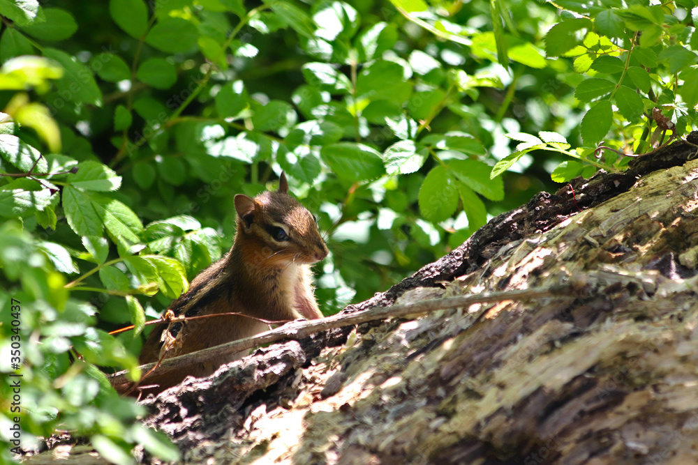 Obraz premium Chipmunk on log