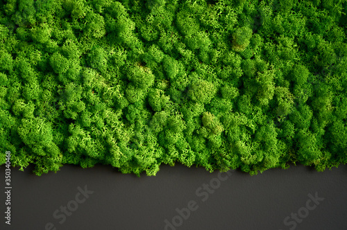 Natural texture of reindeer moss. Decorative green moss plant on the wall. Art background with copy space. Picture from organic material. Office style, interior design elements.