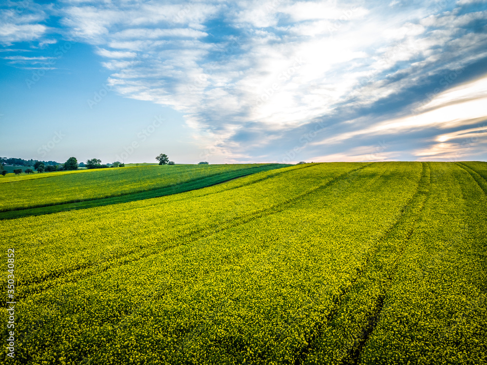 Beautiful rapeseed fields at sunset Beautiful rapeseed fields at sunset