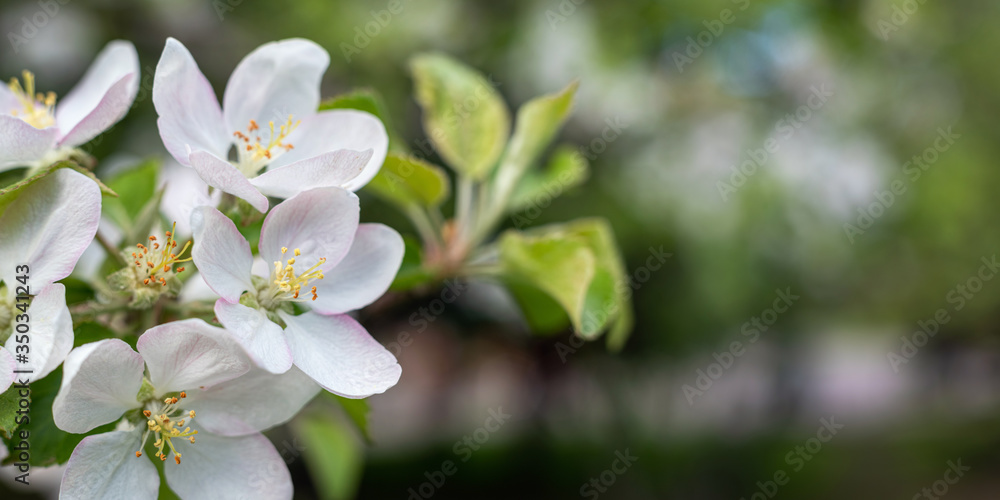 White Apple blossom on a blurry background.