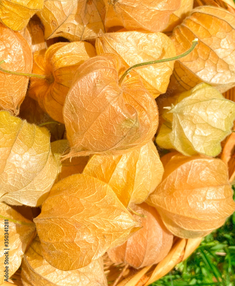 Cape gooseberries closeup Cape gooseberries closeup