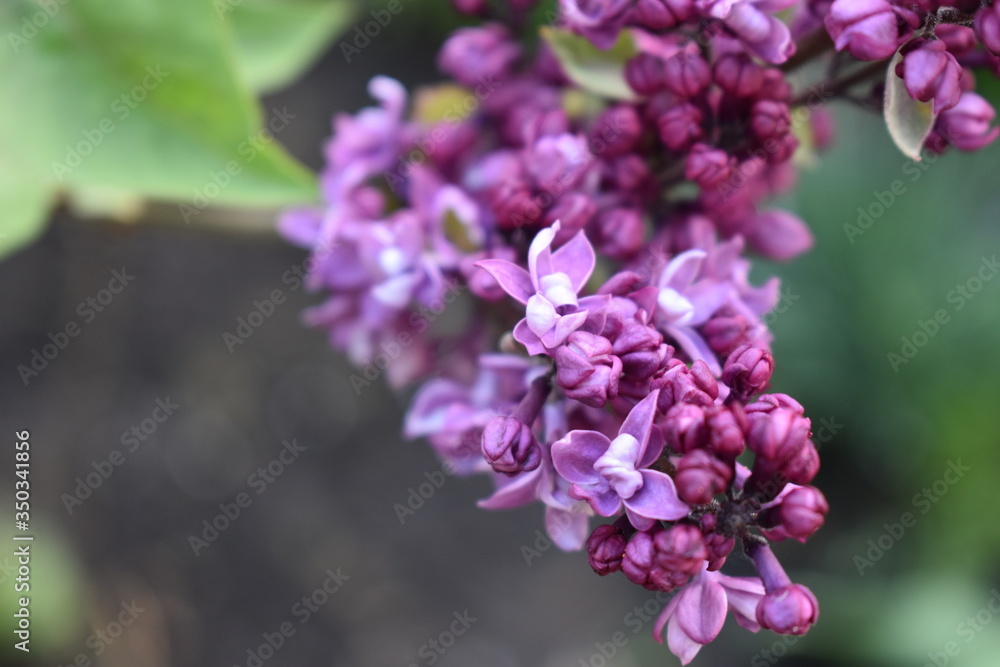 purple lilac flowers purple lilac flowers