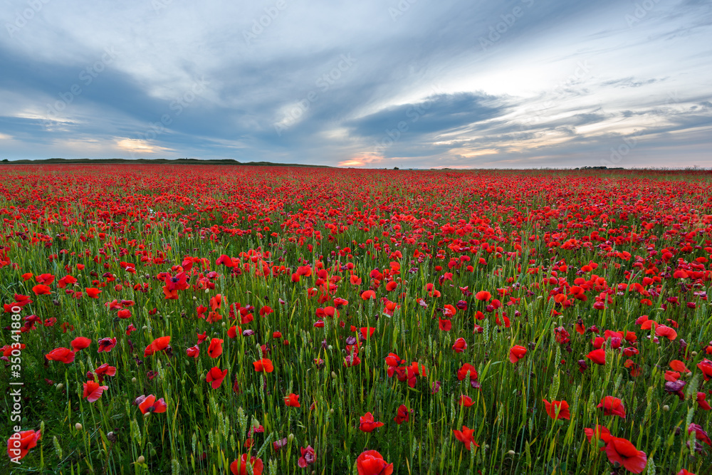 field of poppies at sunset