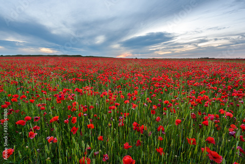 field of poppies at sunset