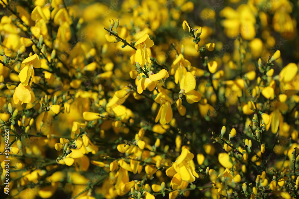 yellow flowers in the field yellow flowers in the field