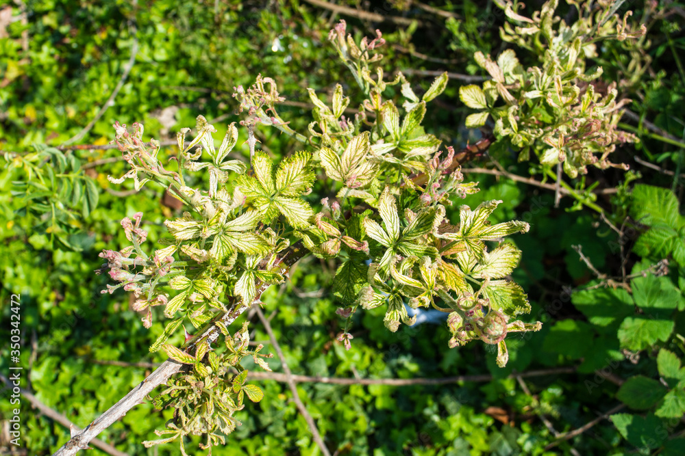 The leaves of a blackberry bramble Rubus fruticosus showing discolouration and deformaties associated with the use of glyphosate The leaves of a blackberry bramble Rubus fruticosus showing discolouration and deformaties associated with the use of glyphosate