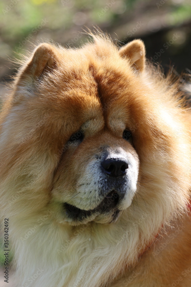 an exceptional purebred dog, chow-chow