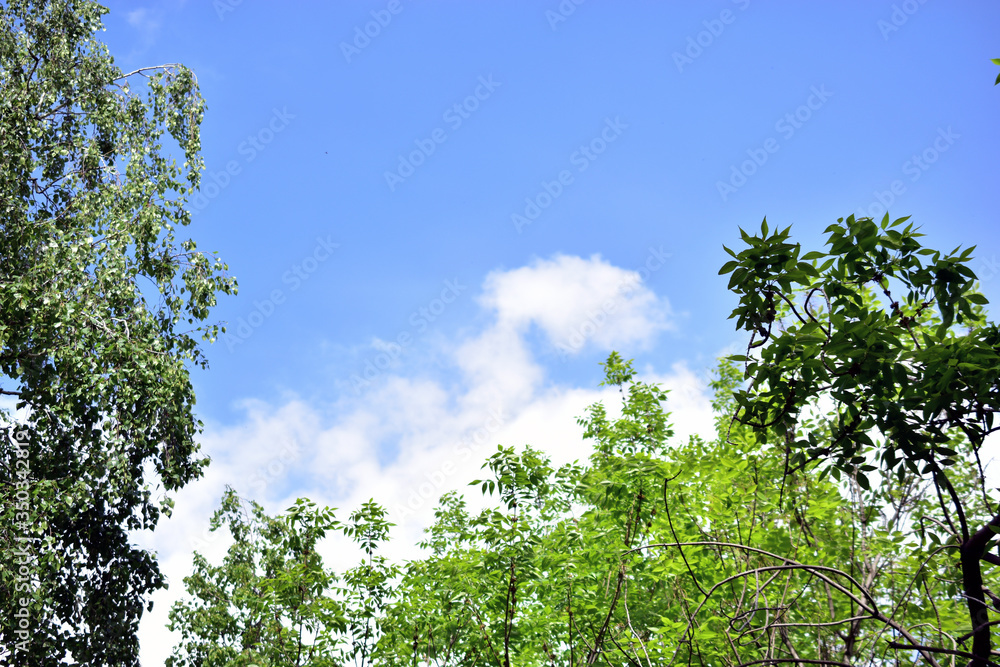 Green trees with flowers against a blue sky Green trees with flowers against a blue sky