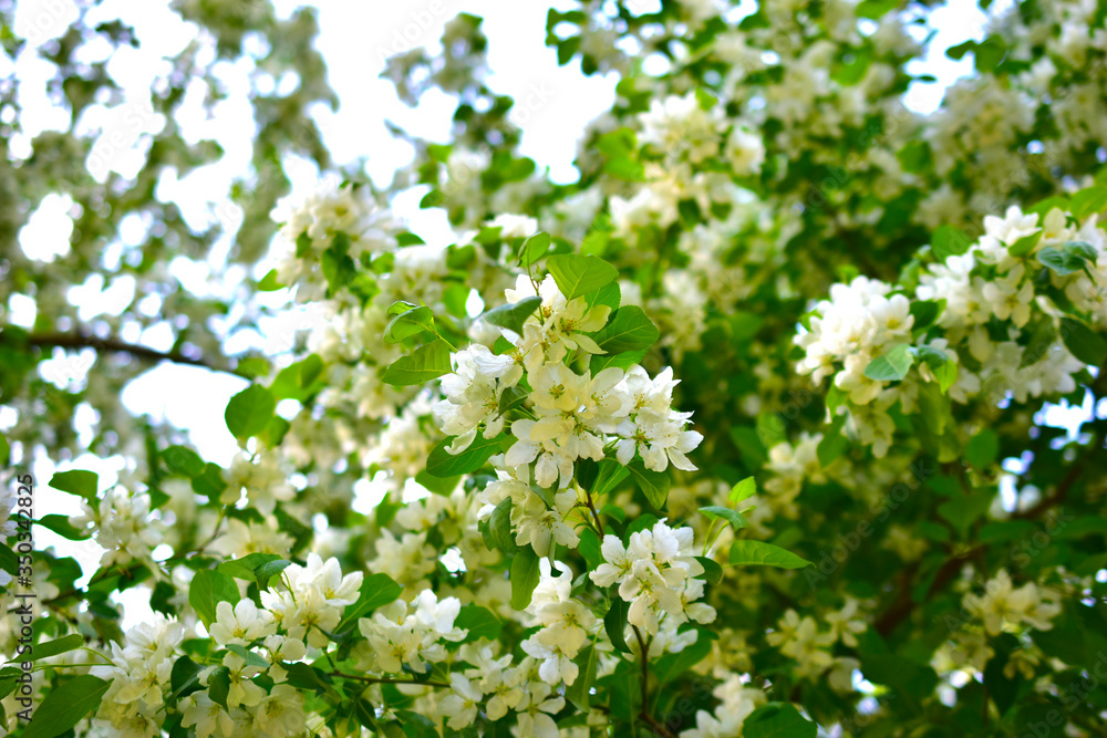 Green trees with flowers against a blue sky Green trees with flowers against a blue sky