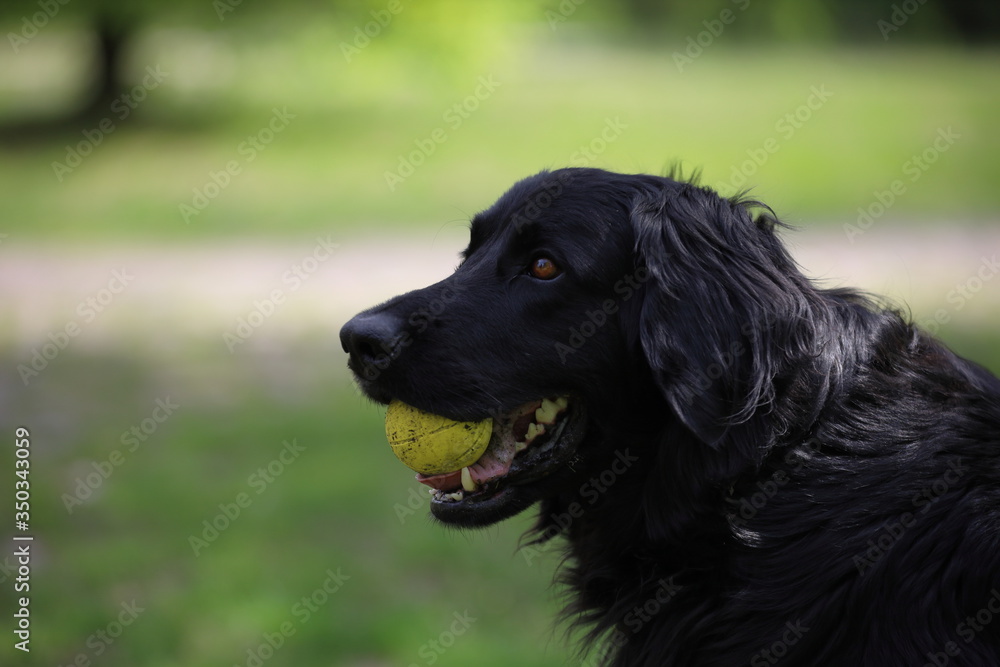 labrador retriever, dog portrait