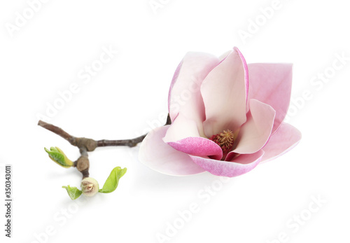 Branch with beautiful magnolia flower isolated on white. Spring blossom