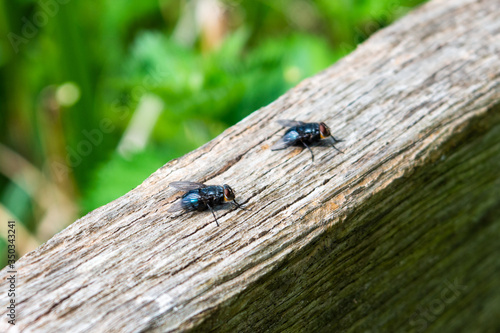 A pair of blowflies Calliphoridae species resting on a weathered wooden railing