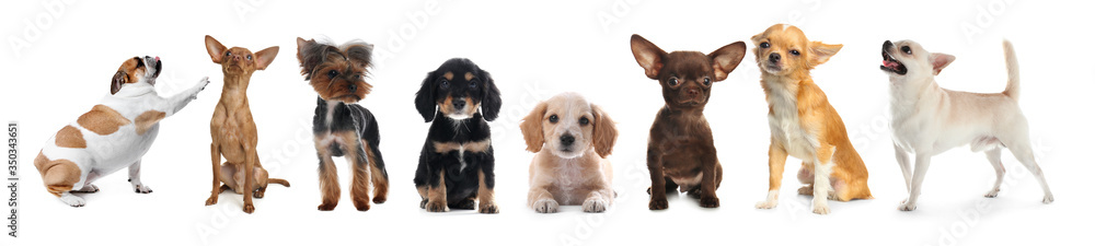 Fototapeta premium Collage with different dogs on white background. Banner design
