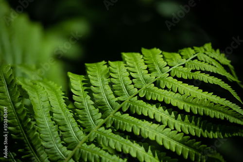 Fern branches on a dark background.