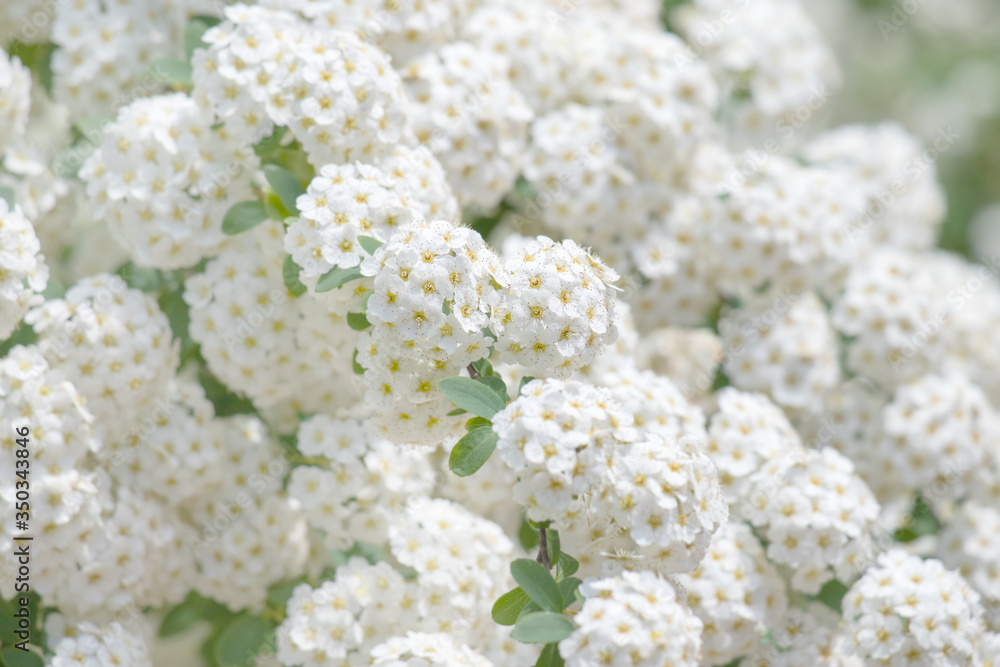 White flowering shrub background. White flowering shrub background.