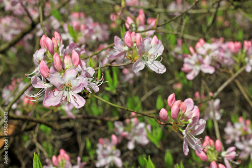 Rhododendron in spring