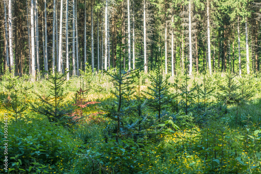 Wiederaufforstung und Neubepflanzung des Mischwaldes im Frühjahr Wiederaufforstung und Neubepflanzung des Mischwaldes im Frühjahr