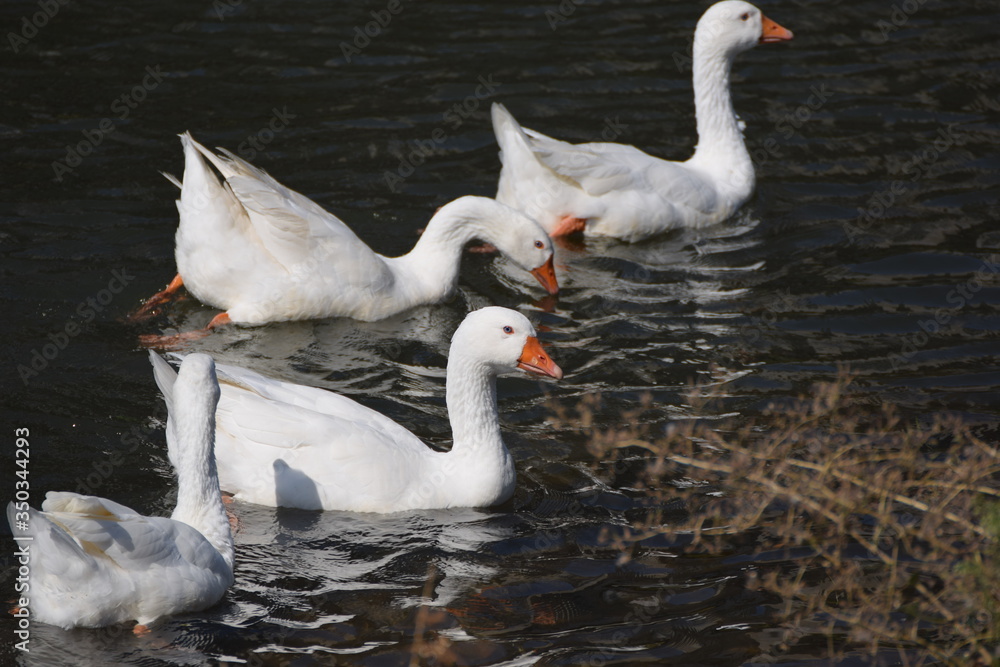 Obraz premium White geese floating on the river